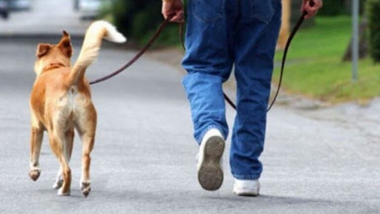 Il gps Weenect cats