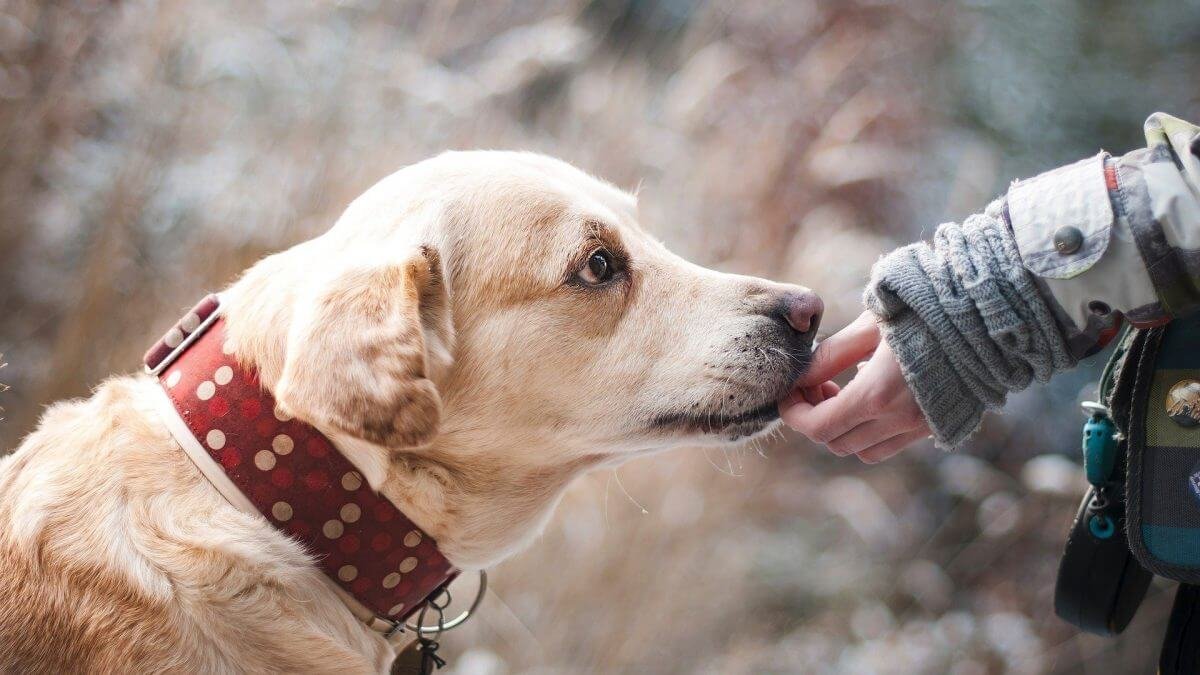 Con Tractive gps tracker vedi il tuo cane