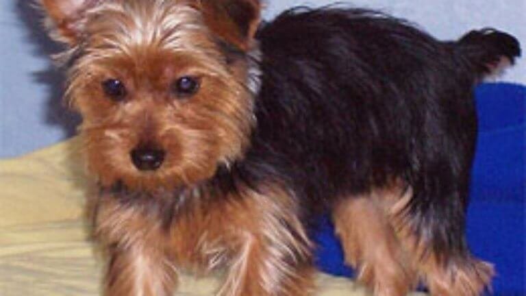 Yorkshire terrier o yorkshire toy