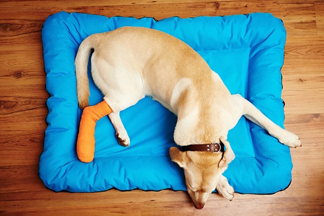 Che antinfiammatorio posso dare al cane?