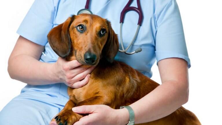 Antinfiammatorio per cani