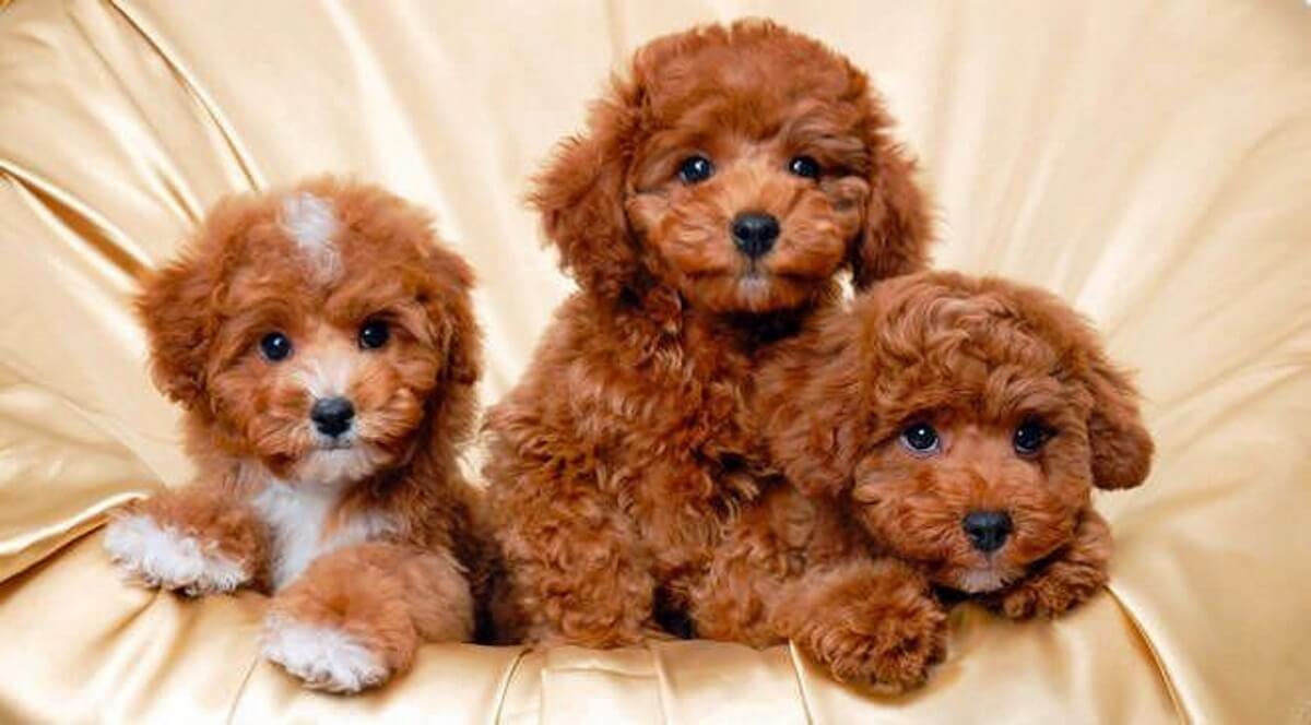 Cani Che Rimangono Piccoli In Regalo