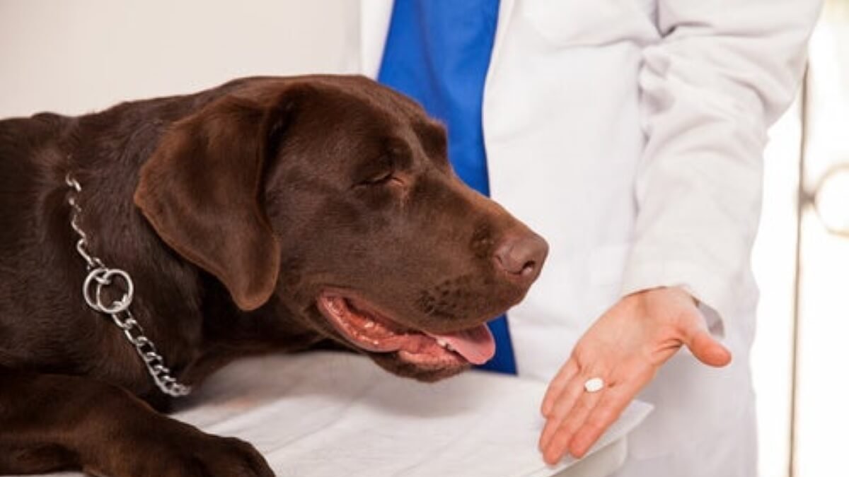 Scopri come sverminare un cane