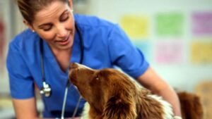 Ecco la gravidanza isterica del cane