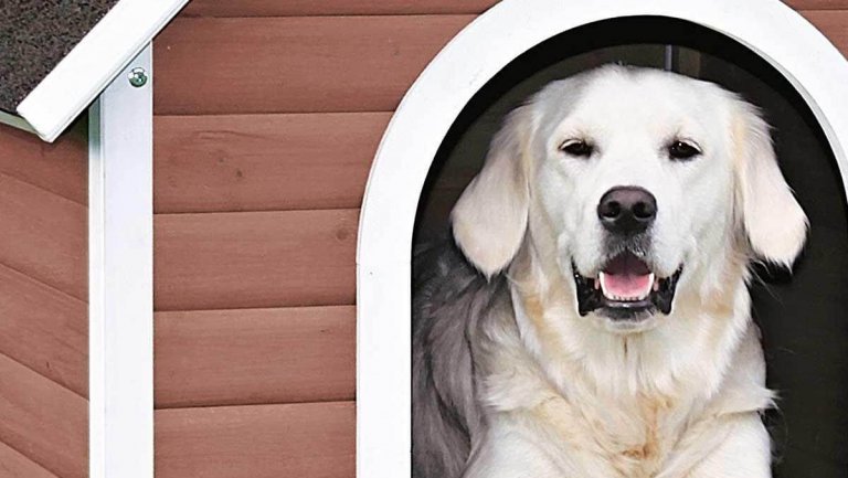 La cuccia del cane consigli