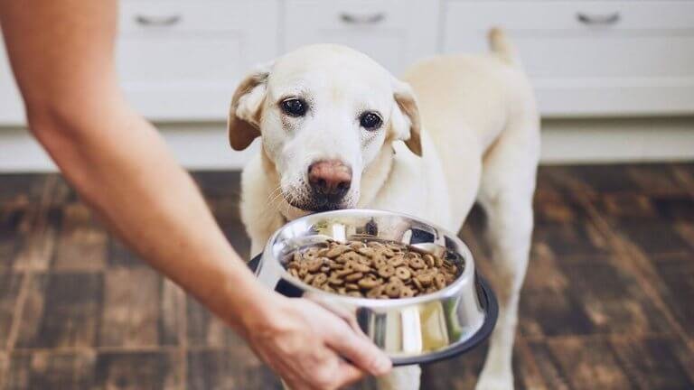 Monge il migior mangime per cani