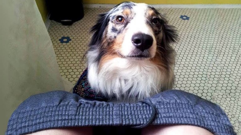 Ecco il motivo Il mio cane mi segue ovunque in casa