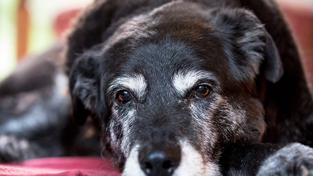 Le vitamine per i cani anziani