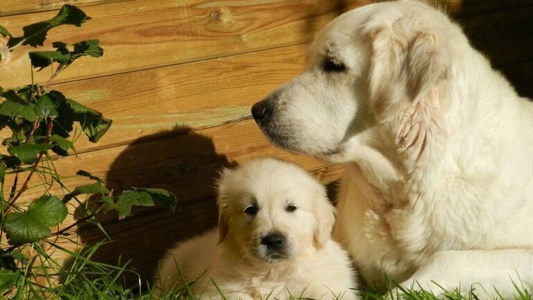 Golden retriever, cure e consigli