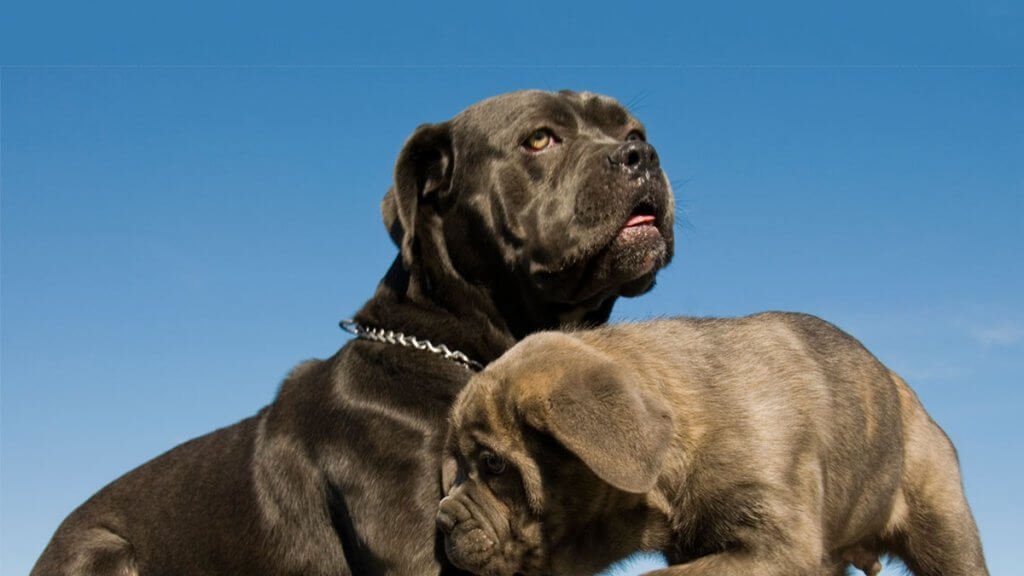 il cane corso italiano