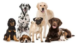 la etologia canina