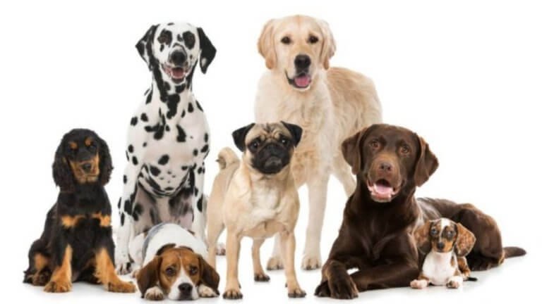 la etologia canina