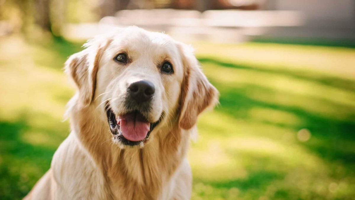 Per chi è adatto un golden retriever?