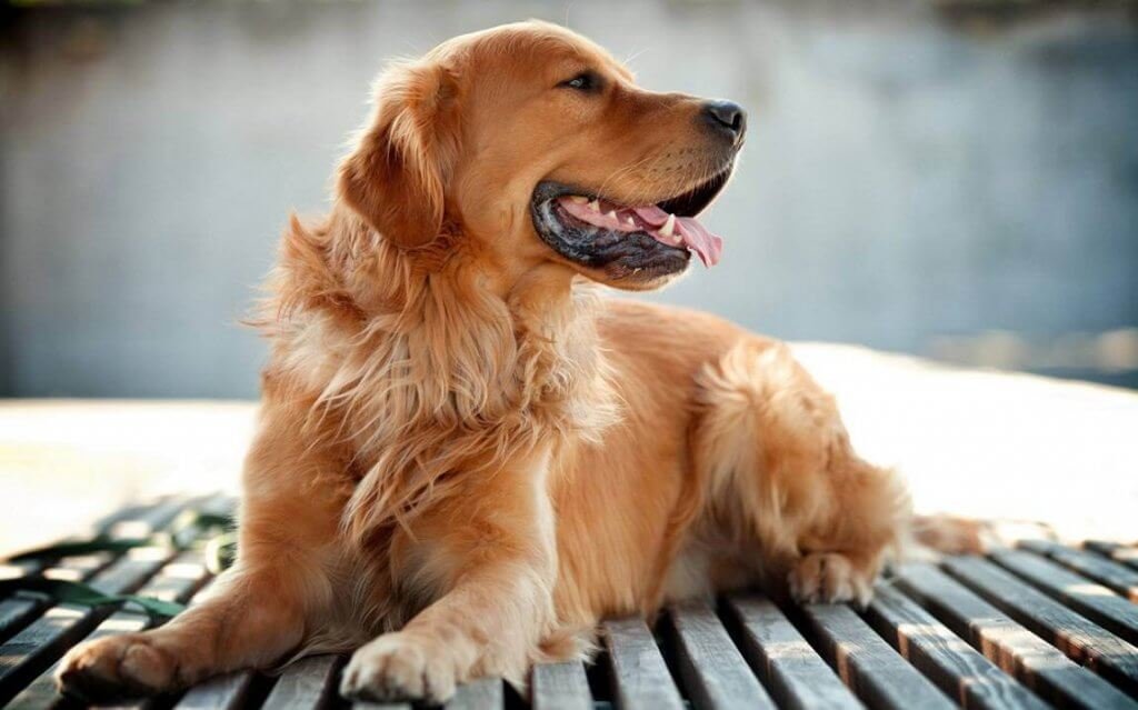 Il Golden retriever