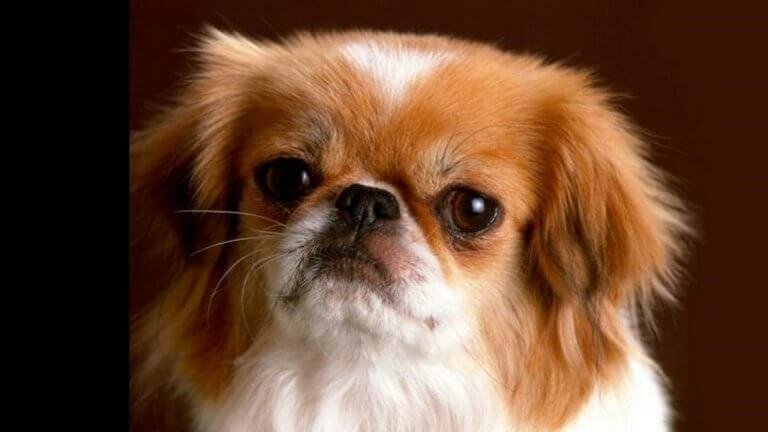 Pechinese, un cane sacro