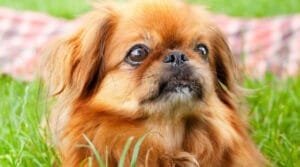Quanto costa un cane pechinese?