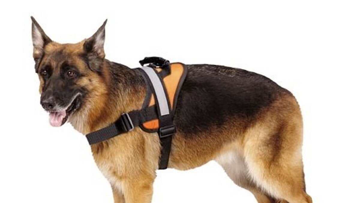 Penetrate Glossary anywhere Pettorina cane, anti tiro. Come e quando usarle. -Per cani consigli e recensioni PER I CANI Penetrate Glossary anywhere Pettorina cane, anti tiro. Come e quando usarle. -Per cani consigli e recensioni PER I CANI