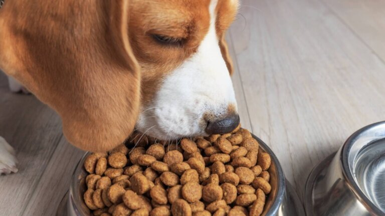 Acana tra le migliori crocchette per cani