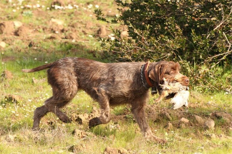 Qual è il miglior cane da caccia?