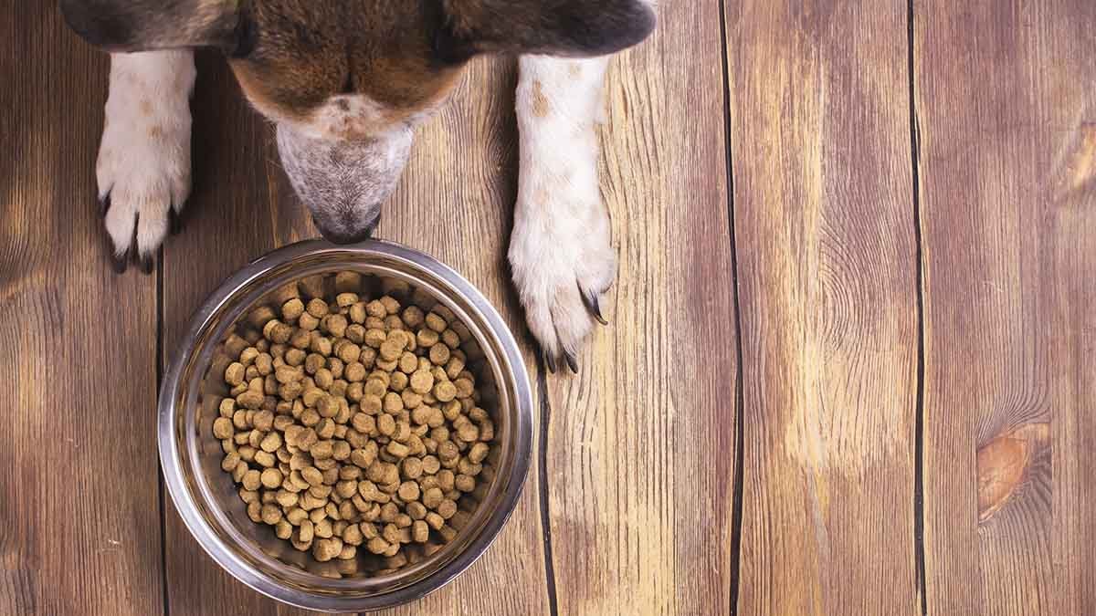 Il miglior cibo per cani