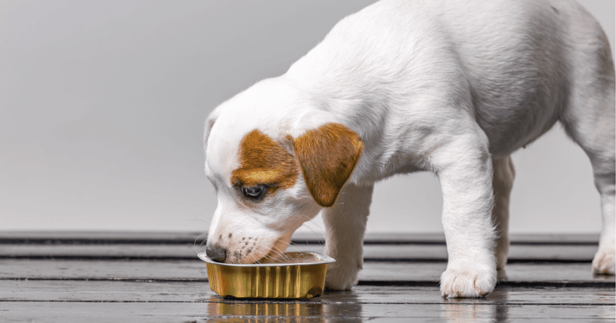 Cosa dare da mangiare a un cane anziano?