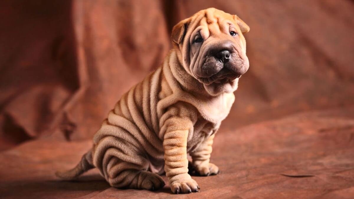 Lo sharpei americano o cinese?