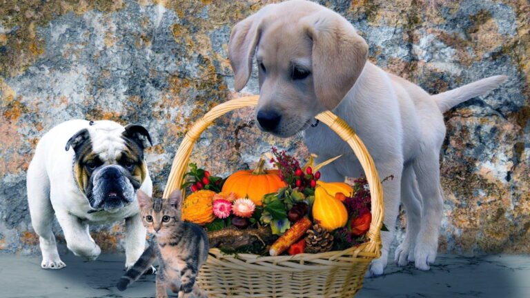 Farmina vet life, ottimo cibo curativo per cani