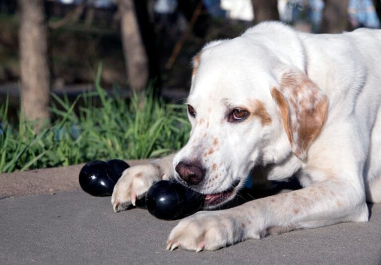 A cosa serve il kong per cani?