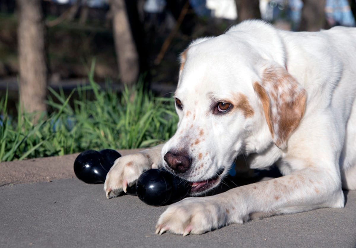 A cosa serve il kong per cani?