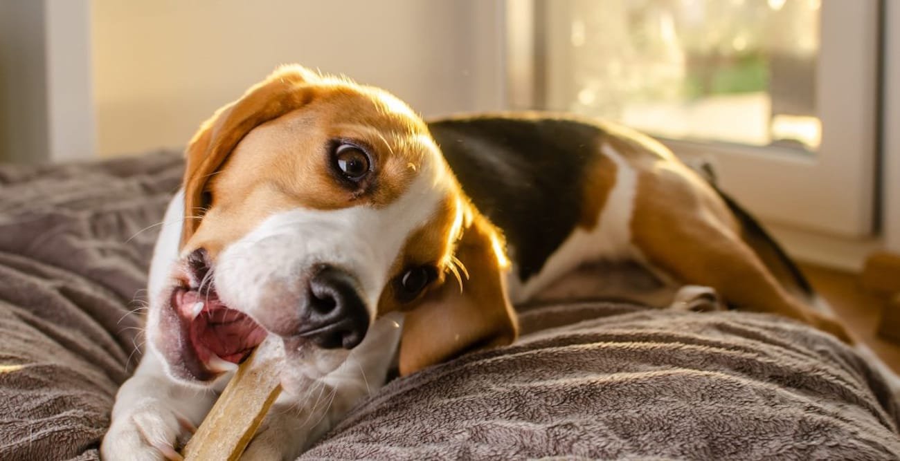 Come proteggere il cane dalle pulci
