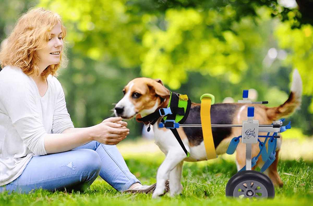 I migliori carrellini per cani disabili