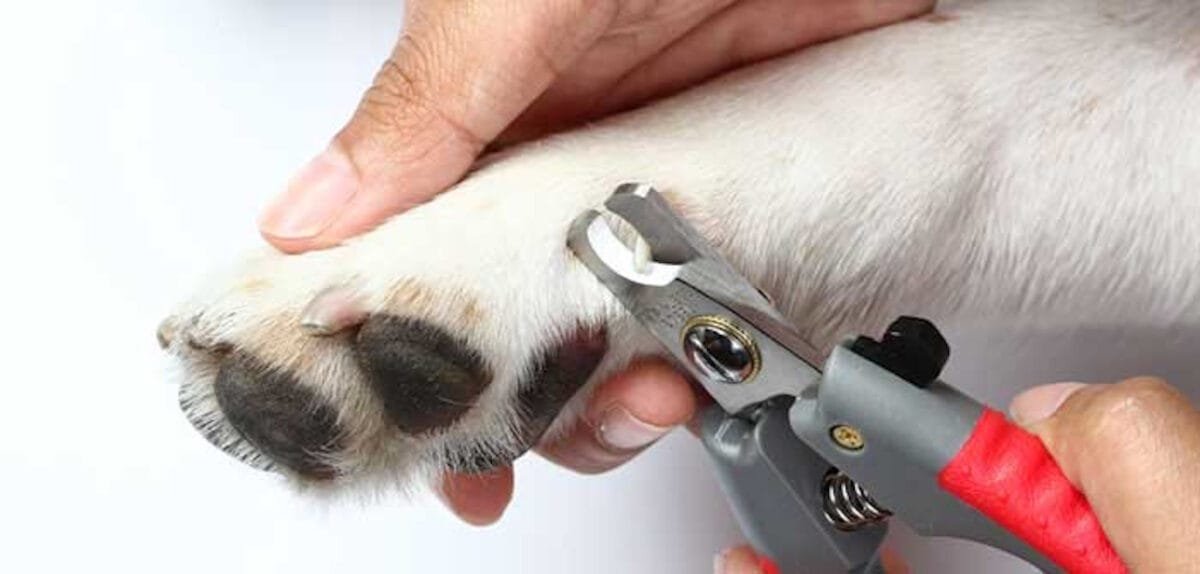 Come si tagliano le unghie ai cani?