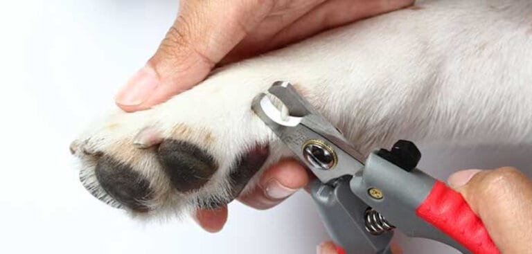 Come si tagliano le unghie ai cani?