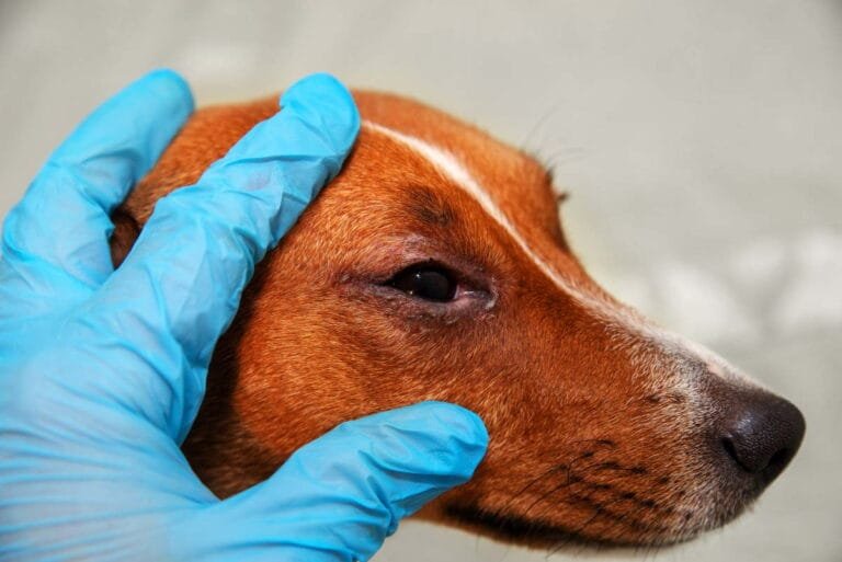 Come si fa a capire se un cane ha la leishmaniosi?