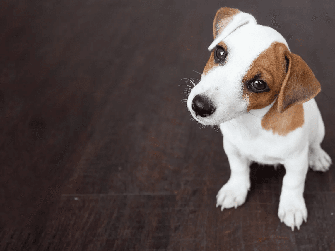Quali sono le malattie più frequenti dei cani?