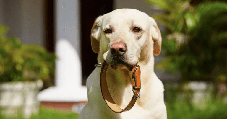 Quale pettorina per cani che tirano?