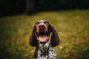 Individuare la displasia cane
