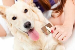 Esistono cani che non perdono pelo?