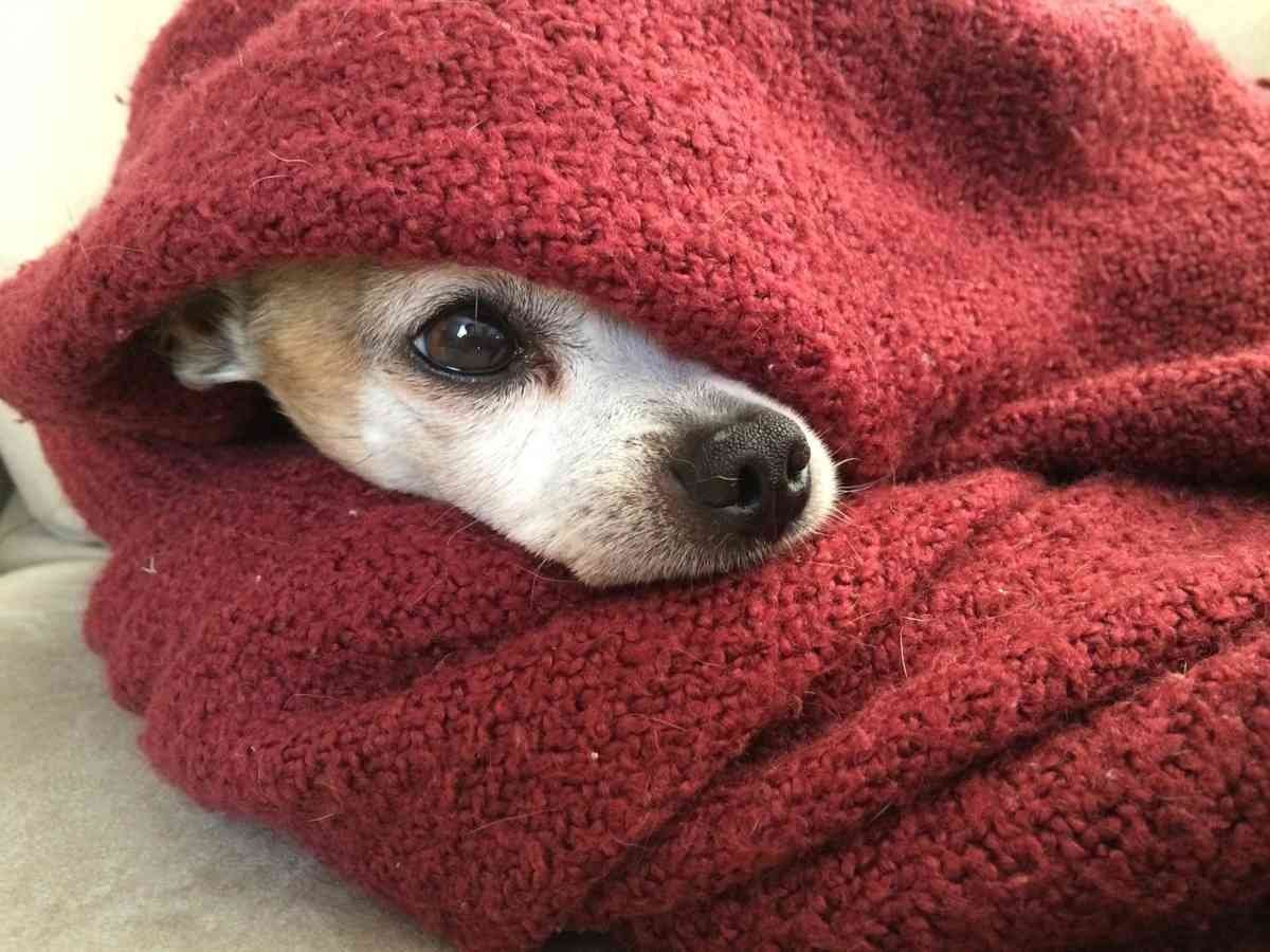 I vestitini per cani