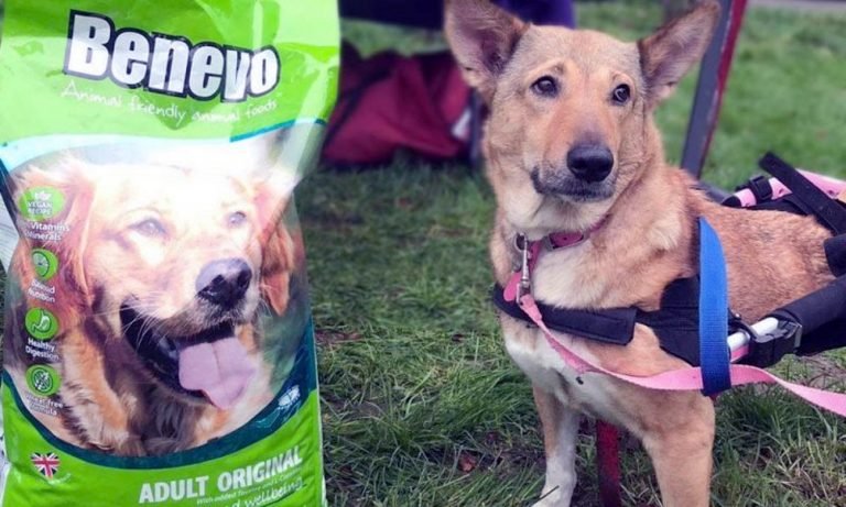 Benevo dog food