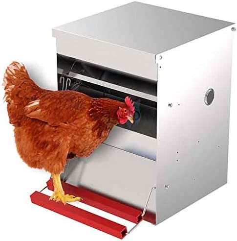 Mnagiatoia per galline