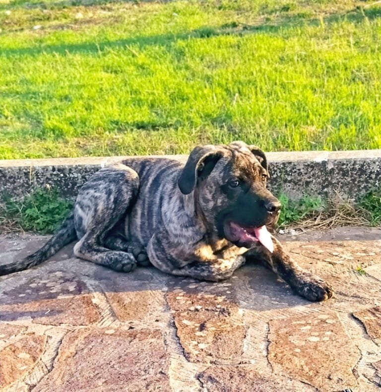 Il cane corso tigrato