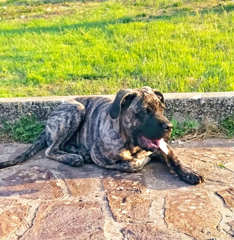 Imparando a conoscere il cane corso tigrato