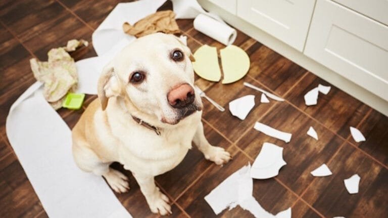 Qual è la migliore assicurazione per il cane?