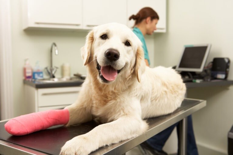 Assicurazione del cane, valutare il costo