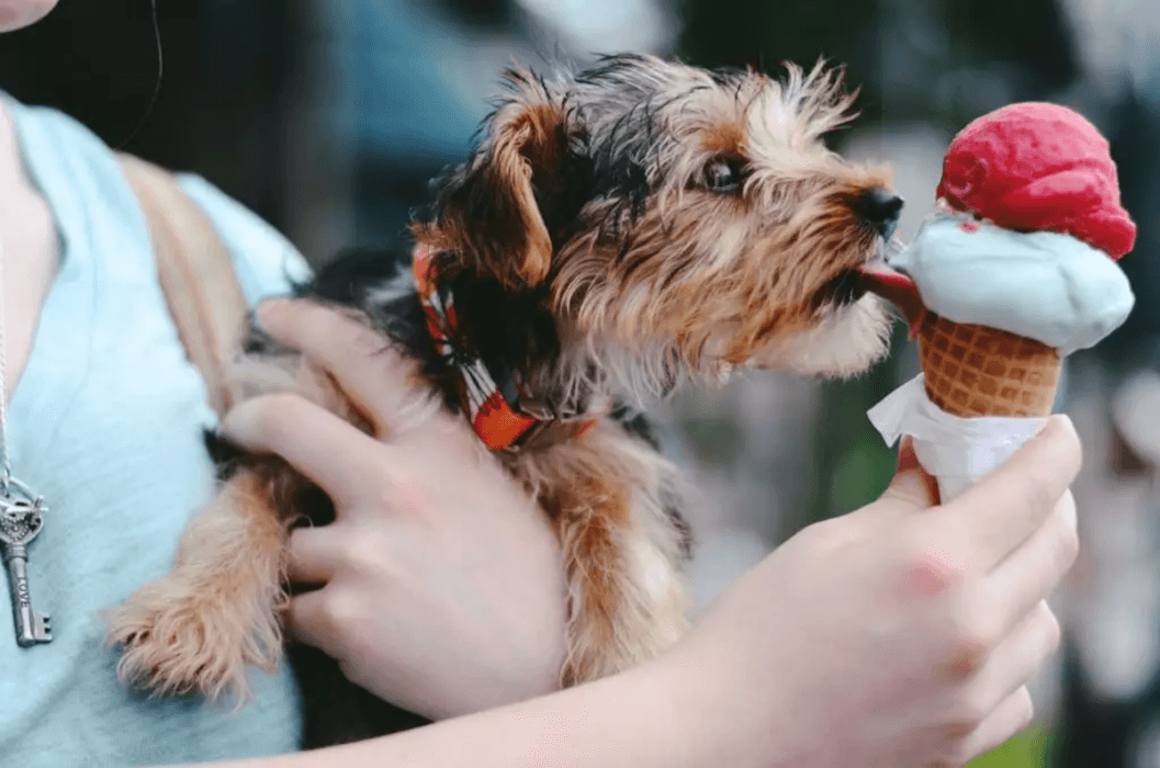 Vedi i cibi da non dare ai cani