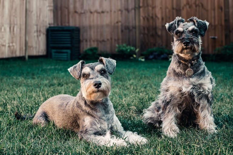 Cibi vietati ai cani: pane, cioccolato e le verdure da evitare per la salute dei cani