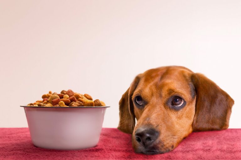 Migliore cibo per cani secondo Altroconsumo