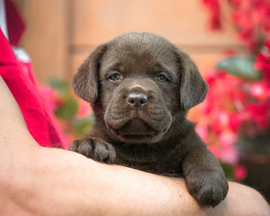 Come avere in regalo cuccioli taglia piccolissima