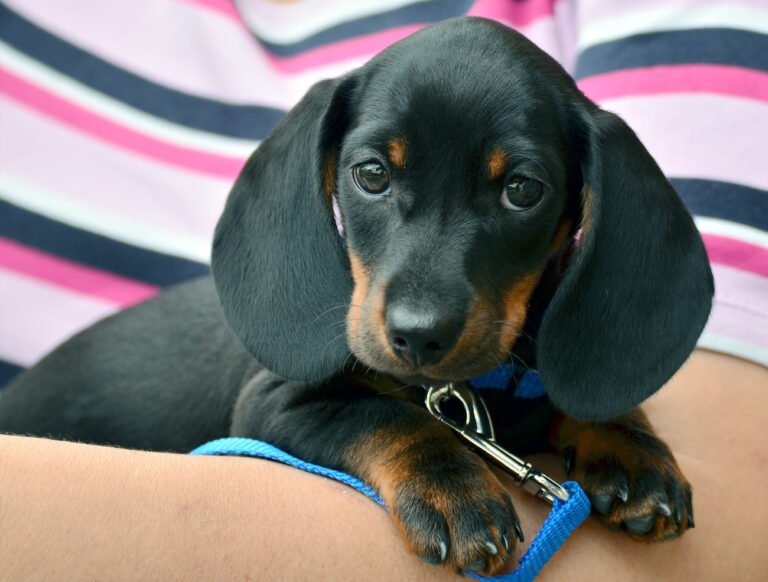 Avere in regalo cuccioli di taglia piccolissima
